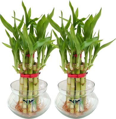 NiMoj Two Layer Bamboo Plant, Lucky Bamboo Straight Stick(Hybrid, Pack of 2)