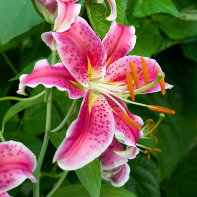 DIVINE DIOART™YY-India Pink Tiger Lily Flower Bloom 20+ Seeds Pack-LL-195 Seed(20 per packet)