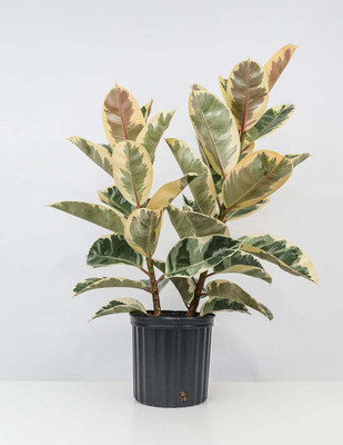Ashok adhikary Rubber Tree(Hybrid, Pack of 2)