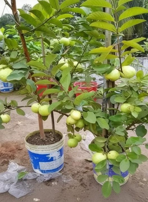 The Entacloo Guava Plant(Hybrid, Pack of 1)
