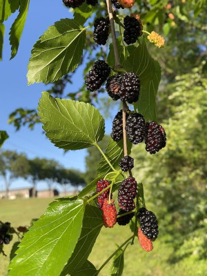 FELCHARIES Shahtoot/Mulberry Plant(Hybrid, Pack of 1)