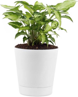 Pi Agro Farms Syngonium Plant(Hybrid, Pack of 1)