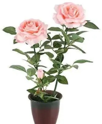 ABC Rose Plant(Hybrid, Pack of 1)