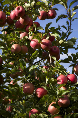 BREEZY BLOOMS Apple Plant(Hybrid, Pack of 1)