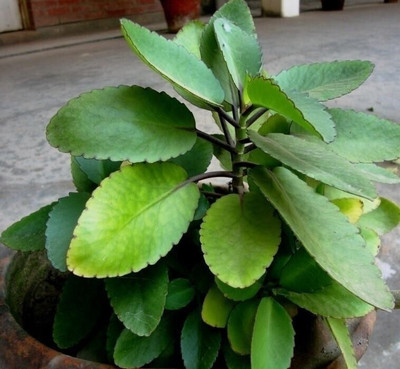 Cloud Farm Bryophyllum Pinnatum/Patharchatta Plant(Hybrid, Pack of 1)