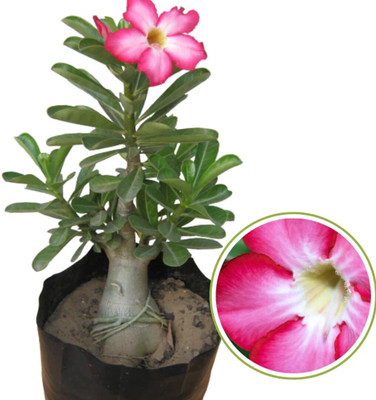 UNIFRESH Adenium Plant(Hybrid, Pack of 1)