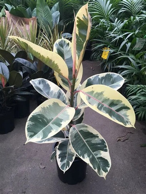 YourPlant Rubber Tree(Hybrid, Pack of 1)