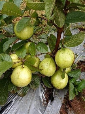 Oxygreenplant Guava Plant(Hybrid, Pack of 1)