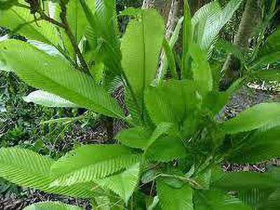 Ukanda Elephant Apple Plant(Hybrid, Pack of 1)