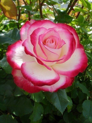 S SIKDER STORE Rose Plant(Hybrid, Pack of 1)