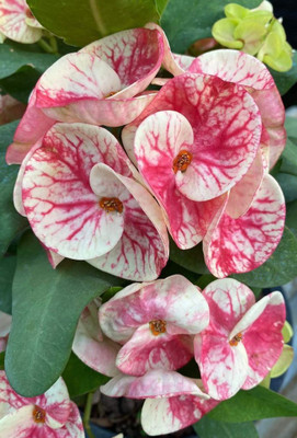SELENTARUS Euphorbia Milii Dwarf Apache Red Cactus Plant(Hybrid, Pack of 1)
