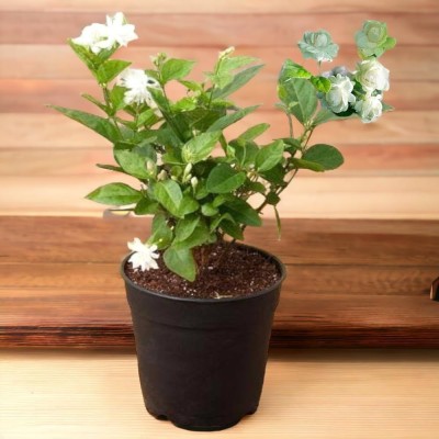 Cloud Farm Jasminum Sambac Madan Mogra Plant(Hybrid, Pack of 1)