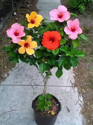 Cloud Farm Hibiscus Gudhal Flower Plant(Hybrid, Pack of 1)