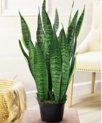 Green view Snake Plant(Hybrid, Pack of 1)