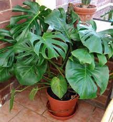 YourPlant Money Plant(Hybrid, Pack of 1)