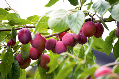 The Green Tree MART Aloo Bukhara/Plum Plant(Hybrid, Pack of 1)