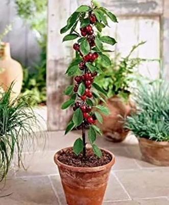 SR FARM Cherry Fruit Plant(Hybrid, Pack of 1)