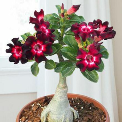 Cloud Farm Adenium Plant(Hybrid, Pack of 1)