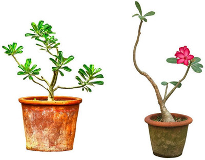 UNIFRESH Adenium Plant(Hybrid, Pack of 1)