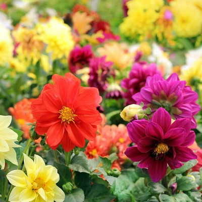 DRoz Dahlia Dwarf Flowers - Pack of 40 Seeds Seed(40 per packet)