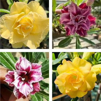 Mohomaya Adenium Plant(Hybrid, Pack of 4)