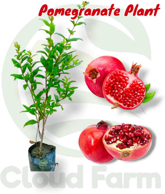 Cloud Farm Pomegranate Plant(Hybrid, Pack of 1)