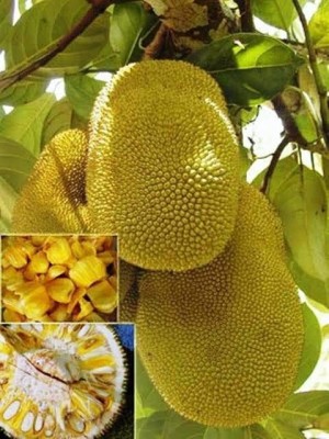 PETALFLEUR Jackfruit Plant(Hybrid, Pack of 1)