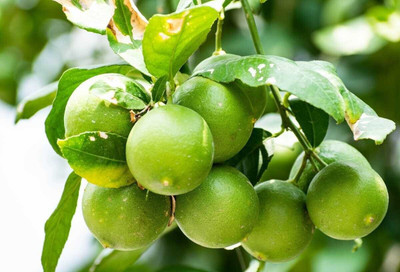 BULAPLANTHOUSE Lemon Plant(Hybrid, Pack of 1)