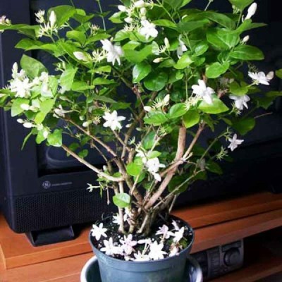 Kapebonavista Jasmine Plant(Pack of 1)