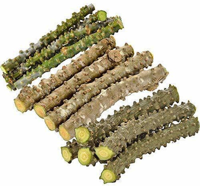 VibeX Giloy Amrita Fresh Stem Cutting 8 Inch Each Seed(20 per packet)