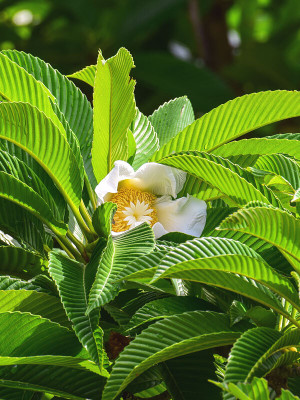 Gardeners Choice Elephant Apple Plant(Hybrid, Pack of 1)