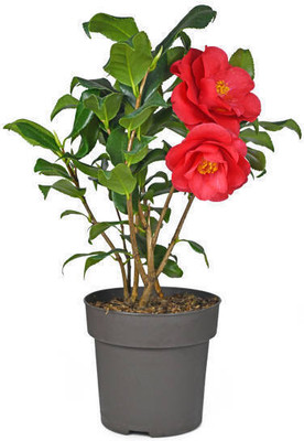 Manjunursery Hibiscus Plant(Hybrid, Pack of 1)