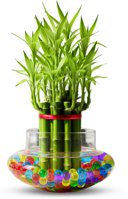 GreenLagaci Two Layer Bamboo Plant(Pack of 1)