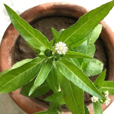Kalkiplantation Bhringraj Plant(Pack of 1)