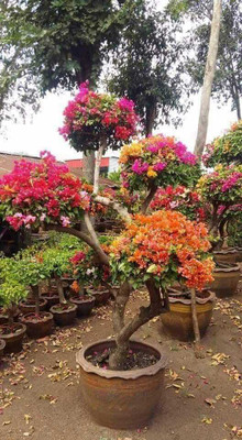 NEW DEBNATHNURSERY Bougainvillea Plant(Hybrid, Pack of 1)