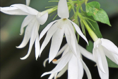 Green view Jasmine Plant(Hybrid, Pack of 1)
