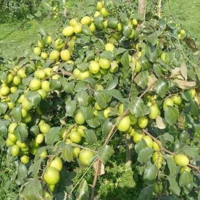 GreensFord Ber Apple Plant(Hybrid, Pack of 1)