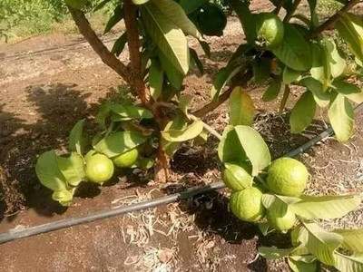 rimi Guava Plant(Hybrid, Pack of 1)