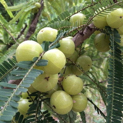 Platone Amla Plant(Hybrid, Pack of 1)