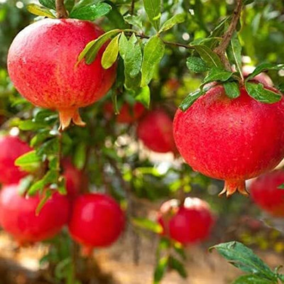 Aywal Pomegranate Anar Red Bhagwa Seed(10 per packet)