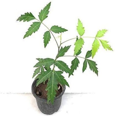 Earth Angels Neem Plant(Hybrid, Pack of 1)