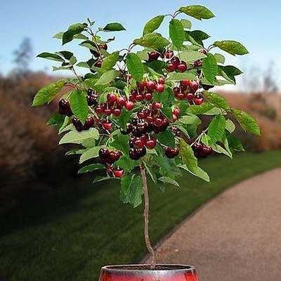 Cloud Farm Cherry Fruit Plant(Hybrid, Pack of 1)