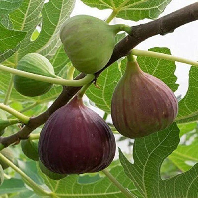 Cloud Farm Gular/Cluster Fig Plant(Hybrid, Pack of 1)