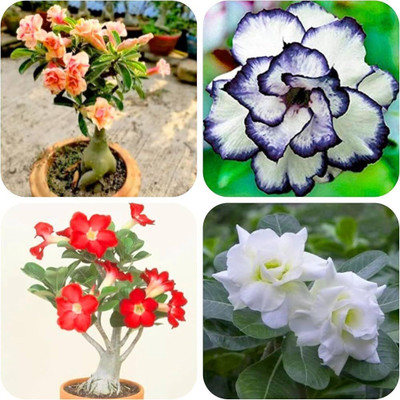 UNIFRESH Adenium Plant(Hybrid, Pack of 1)