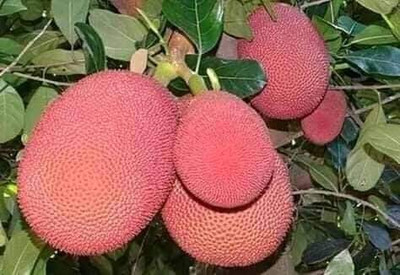 kathal Jack Fruit Plant(Hybrid, Pack of 1)