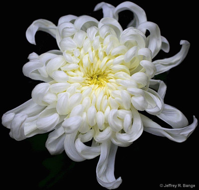 XOLDA Exotic chrysanthemum white Seed(21 per packet)