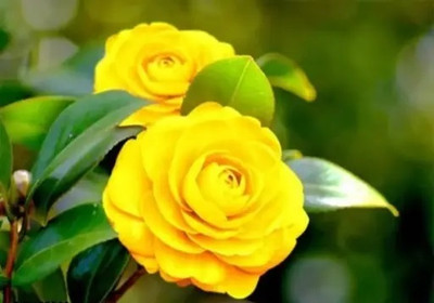 GLOBQRO Rose Plant(Hybrid, Pack of 1)