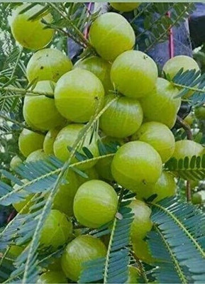 LeafLinks Amla Plant(Hybrid, Pack of 1)