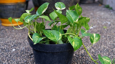 BISWAS GARDEN Money Plant(Hybrid, Pack of 1)