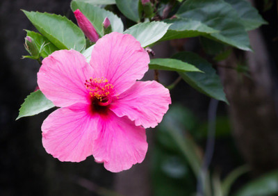 Ayushgreenplant Hibiscus Plant(Hybrid, Pack of 1)